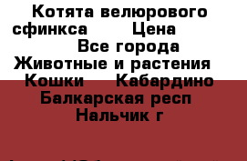 Котята велюрового сфинкса. .. › Цена ­ 15 000 - Все города Животные и растения » Кошки   . Кабардино-Балкарская респ.,Нальчик г.